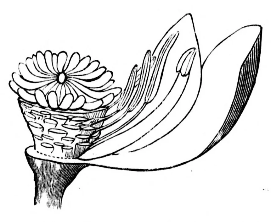 An illustration from The colours of flowers [microform] : as illustrated in British flora, 1882, leaf 24