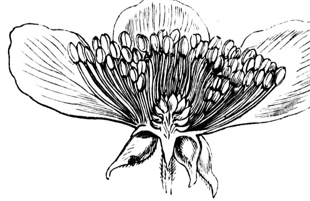 An illustration from The colours of flowers [microform] : as illustrated in British flora, 1882, leaf 39