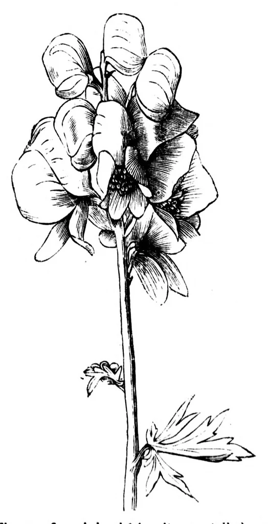 An illustration from The colours of flowers [microform] : as illustrated in British flora, 1882, leaf 49