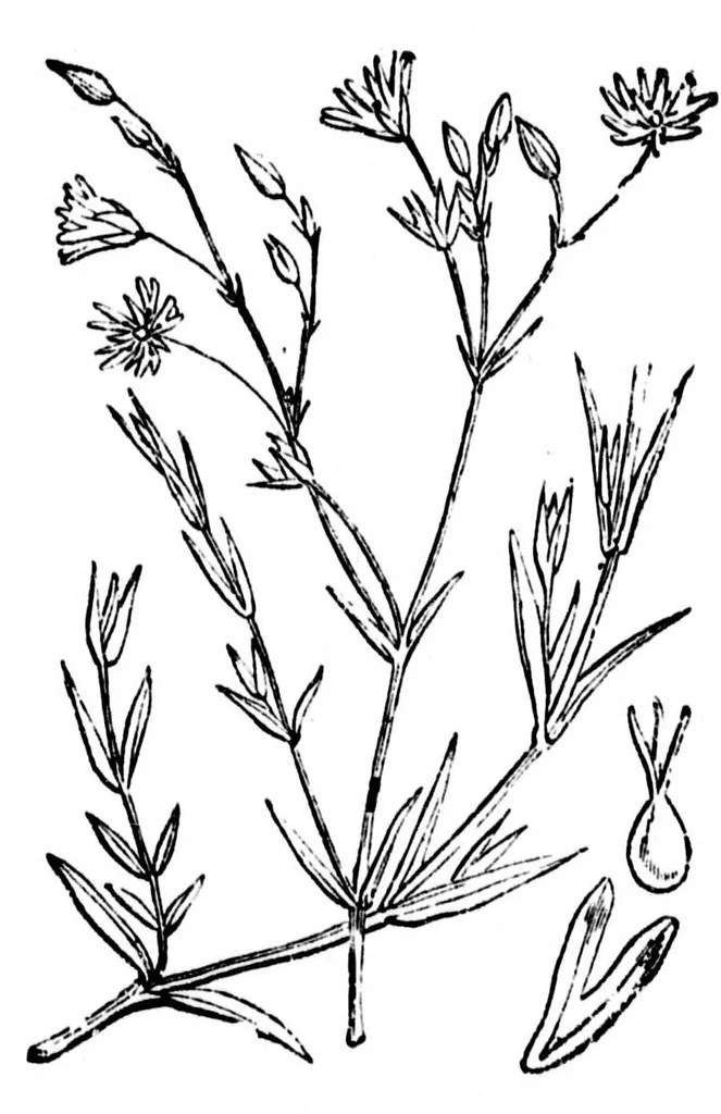 An illustration from The colours of flowers [microform] : as illustrated in British flora, 1882, leaf 52