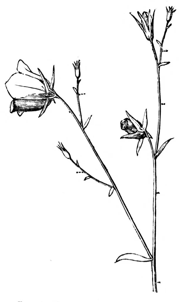 An illustration from The colours of flowers [microform] : as illustrated in British flora, 1882, leaf 60