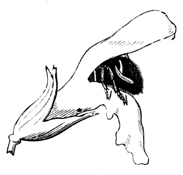An illustration from The colours of flowers [microform] : as illustrated in British flora, 1882, leaf 67