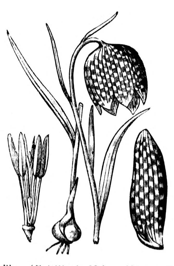 An illustration from The colours of flowers [microform] : as illustrated in British flora, 1882, leaf 70