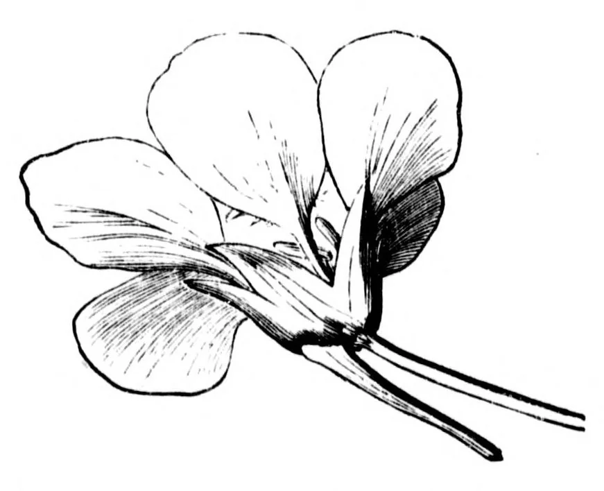 An illustration from The colours of flowers [microform] : as illustrated in British flora, 1882, leaf 76