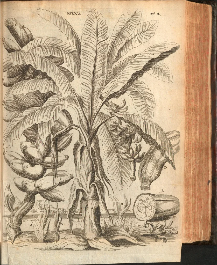 An illustration from Citricultura, oft, Regeringhe der uythemsche boomen te weten oranien, citroenen, limoenen, granaten, laurieren en andere : waer in beschreven is de gedaente ende kennisse der boomen, met hunne bloemen, bladeren en vruchten : van ieder geslacht in het besonder : als oock van den ranck-appel, oprechten laurier van America, den caneel-boom : ende besonderlijck van den verboden Adams oft paradys-appel : daer beneffens de natuere, kracht, en ghebruyck, haer deught en ondeught van ieder vrucht en plant : waer by oock grondigh gheleert wordt het zaeyen, mesten, planten, oculeren, inten, afsuyghen, inlegghen, besnoeyen, en begieten : oock de kennisse van het treuren ofte sieckten der boome, ende haere behulp-middelen : met alle het ghene dese boomen (soo wel in den winter, als in den somer) tot welstandt zijn versoeckende : ende dat alles naer den eysch van ons Nederlandts climaet, 1682, leaf 117
