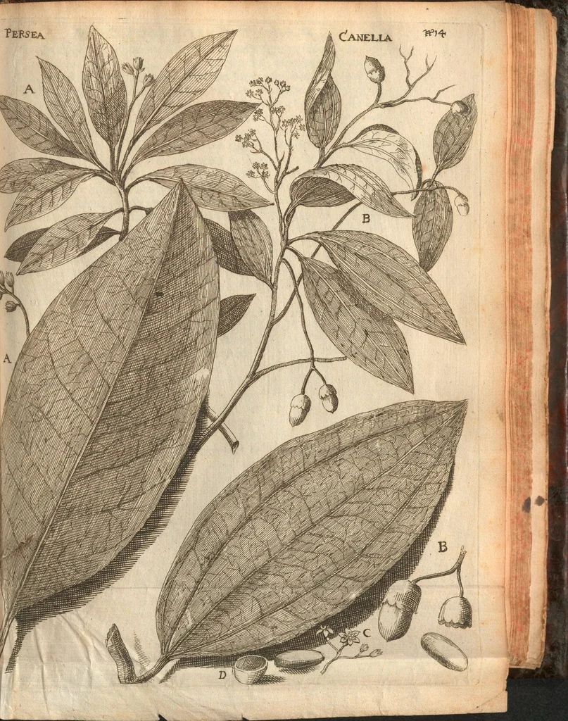 An illustration from Citricultura, oft, Regeringhe der uythemsche boomen te weten oranien, citroenen, limoenen, granaten, laurieren en andere : waer in beschreven is de gedaente ende kennisse der boomen, met hunne bloemen, bladeren en vruchten : van ieder geslacht in het besonder : als oock van den ranck-appel, oprechten laurier van America, den caneel-boom : ende besonderlijck van den verboden Adams oft paradys-appel : daer beneffens de natuere, kracht, en ghebruyck, haer deught en ondeught van ieder vrucht en plant : waer by oock grondigh gheleert wordt het zaeyen, mesten, planten, oculeren, inten, afsuyghen, inlegghen, besnoeyen, en begieten : oock de kennisse van het treuren ofte sieckten der boome, ende haere behulp-middelen : met alle het ghene dese boomen (soo wel in den winter, als in den somer) tot welstandt zijn versoeckende : ende dat alles naer den eysch van ons Nederlandts climaet, 1682, leaf 341