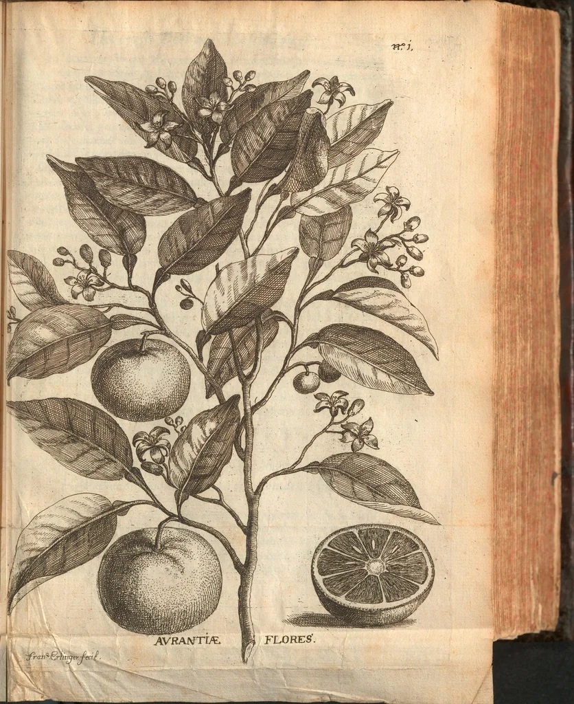 An illustration from Citricultura, oft, Regeringhe der uythemsche boomen te weten oranien, citroenen, limoenen, granaten, laurieren en andere : waer in beschreven is de gedaente ende kennisse der boomen, met hunne bloemen, bladeren en vruchten : van ieder geslacht in het besonder : als oock van den ranck-appel, oprechten laurier van America, den caneel-boom : ende besonderlijck van den verboden Adams oft paradys-appel : daer beneffens de natuere, kracht, en ghebruyck, haer deught en ondeught van ieder vrucht en plant : waer by oock grondigh gheleert wordt het zaeyen, mesten, planten, oculeren, inten, afsuyghen, inlegghen, besnoeyen, en begieten : oock de kennisse van het treuren ofte sieckten der boome, ende haere behulp-middelen : met alle het ghene dese boomen (soo wel in den winter, als in den somer) tot welstandt zijn versoeckende : ende dat alles naer den eysch van ons Nederlandts climaet, 1682, leaf 57