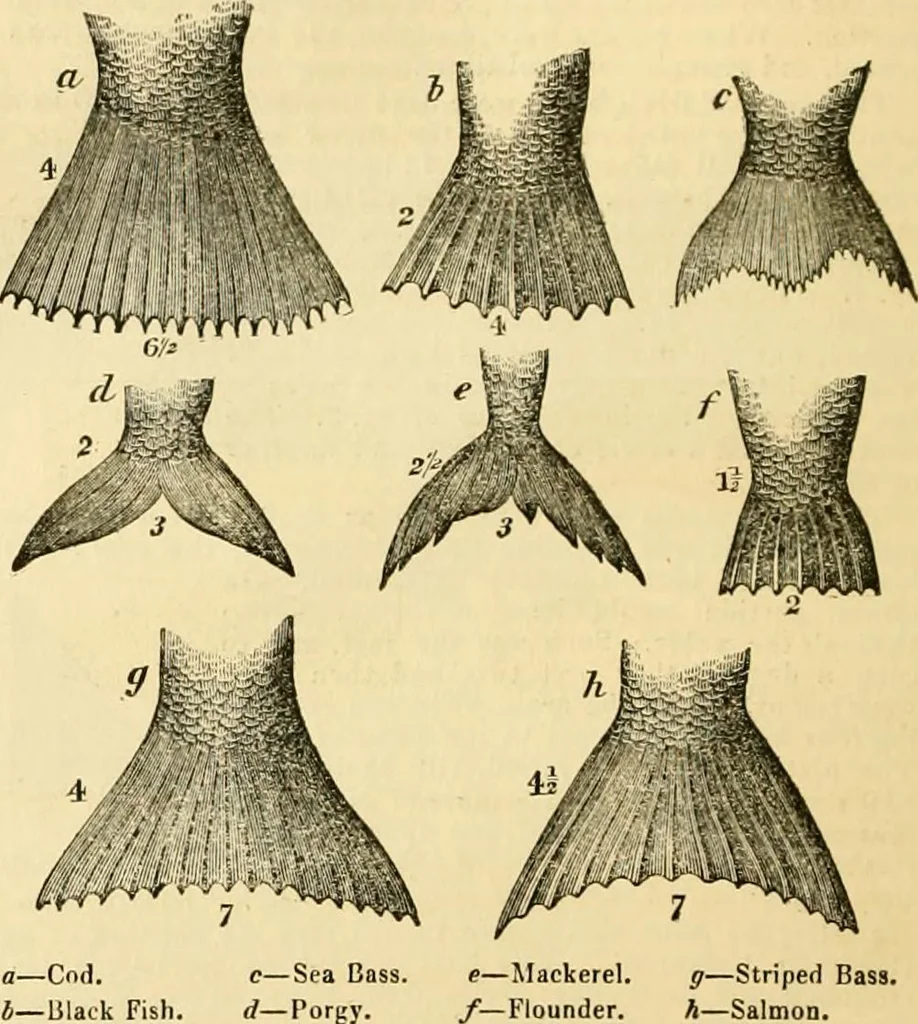 An illustration from The Civil engineer and architect's journal, scientific and railway gazette, 1839, leaf 245