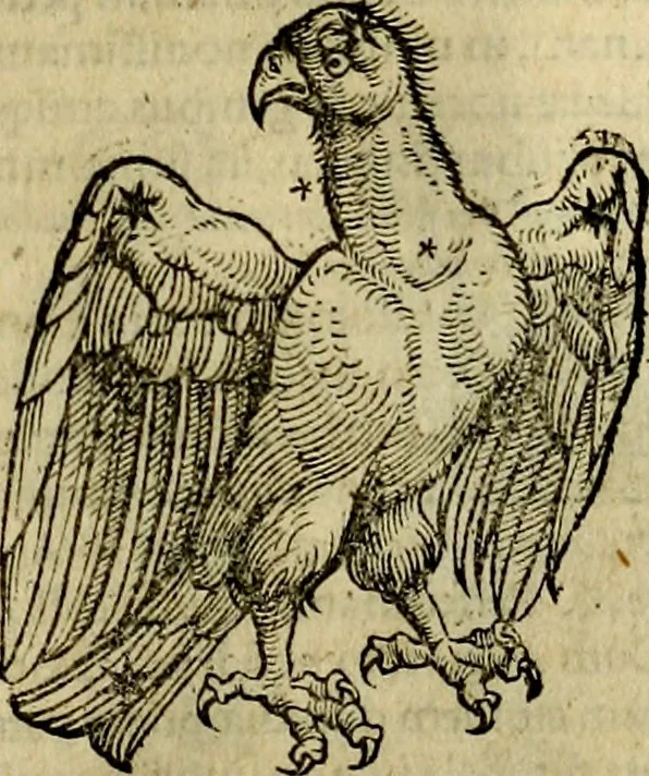 An illustration from C. Ivlii Hygini, Avgvsti liberti, Fabvlarvm liber ... antehac nunquam excusus. Evisdem Poeticon astronomicon libri quatuor. Quibus accesserunt similis agrumenti, Palaephati De fabulosis narrationibus, liber I. F. Fvlgentii Placiadis ... Mythologiarum libri III. Eivsdem De uocum antiquarum interpretatione, liber I. Arati Phainomenon fragmentum, Germanico Caesare interprete. Eivsdem Phaenomena Graece, cum interpretatione latina Procli De sphaera libellus, Graece & Latine. Index rerum & fabularum .., 1535, leaf 120