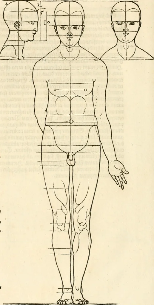 An illustration from Clariss[imi] pictoris et geometræ Alberti Dureri, De varietate figurarum et flexuris partium ac gestib[um] imaginum, : libri duo, cqui priorib[us] De symmetria quondam editis, nunc primum in latinum conversi accesserunt, 1534, leaf 13