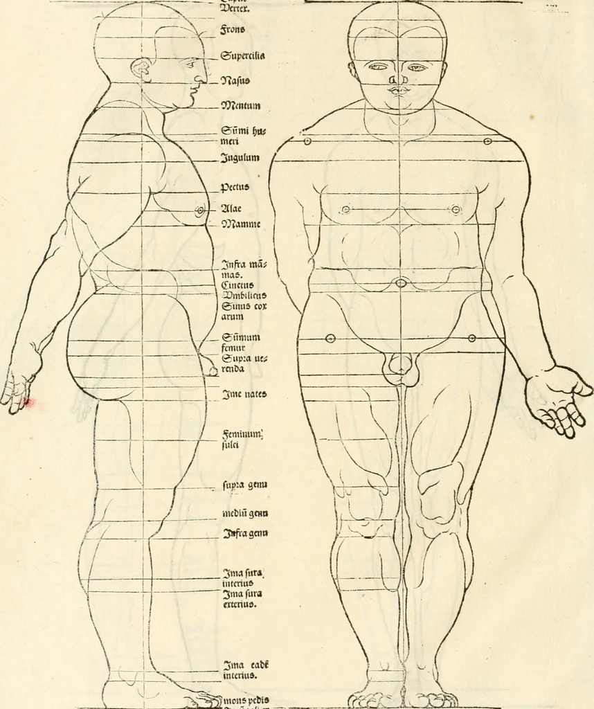 An illustration from Clariss[imi] pictoris et geometræ Alberti Dureri, De varietate figurarum et flexuris partium ac gestib[um] imaginum, : libri duo, cqui priorib[us] De symmetria quondam editis, nunc primum in latinum conversi accesserunt, 1534, leaf 15