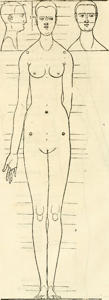 An illustration from Clariss[imi] pictoris et geometræ Alberti Dureri, De varietate figurarum et flexuris partium ac gestib[um] imaginum, : libri duo, cqui priorib[us] De symmetria quondam editis, nunc primum in latinum conversi accesserunt, 1534, leaf 47
