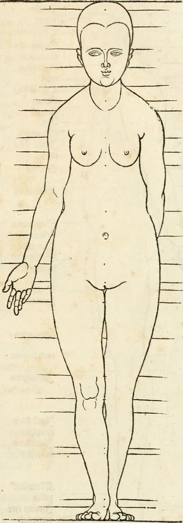 An illustration from Clariss[imi] pictoris et geometræ Alberti Dureri, De varietate figurarum et flexuris partium ac gestib[um] imaginum, : libri duo, cqui priorib[us] De symmetria quondam editis, nunc primum in latinum conversi accesserunt, 1534, leaf 54