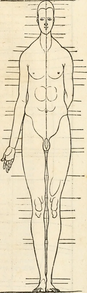An illustration from Clariss[imi] pictoris et geometræ Alberti Dureri, De varietate figurarum et flexuris partium ac gestib[um] imaginum, : libri duo, cqui priorib[us] De symmetria quondam editis, nunc primum in latinum conversi accesserunt, 1534, leaf 62