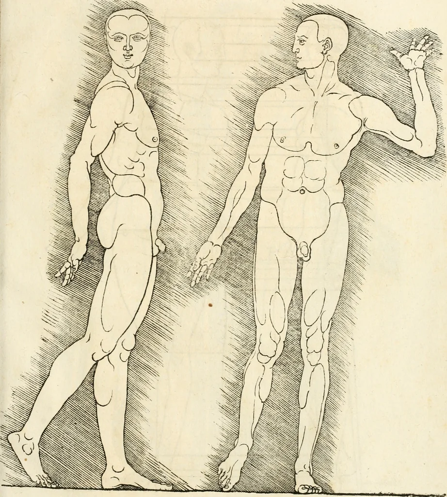 An illustration from Clariss[imi] pictoris et geometræ Alberti Dureri, De varietate figurarum et flexuris partium ac gestib[um] imaginum, : libri duo, cqui priorib[us] De symmetria quondam editis, nunc primum in latinum conversi accesserunt, 1534, leaf 92