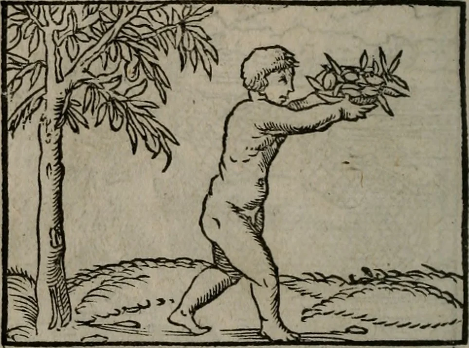 An illustration from Clarissimi Viri D. Andreae Alciati Emblematum libellus : vigilanter recognitus, & ab ipso iam authore locupletatus, 1542, leaf 35