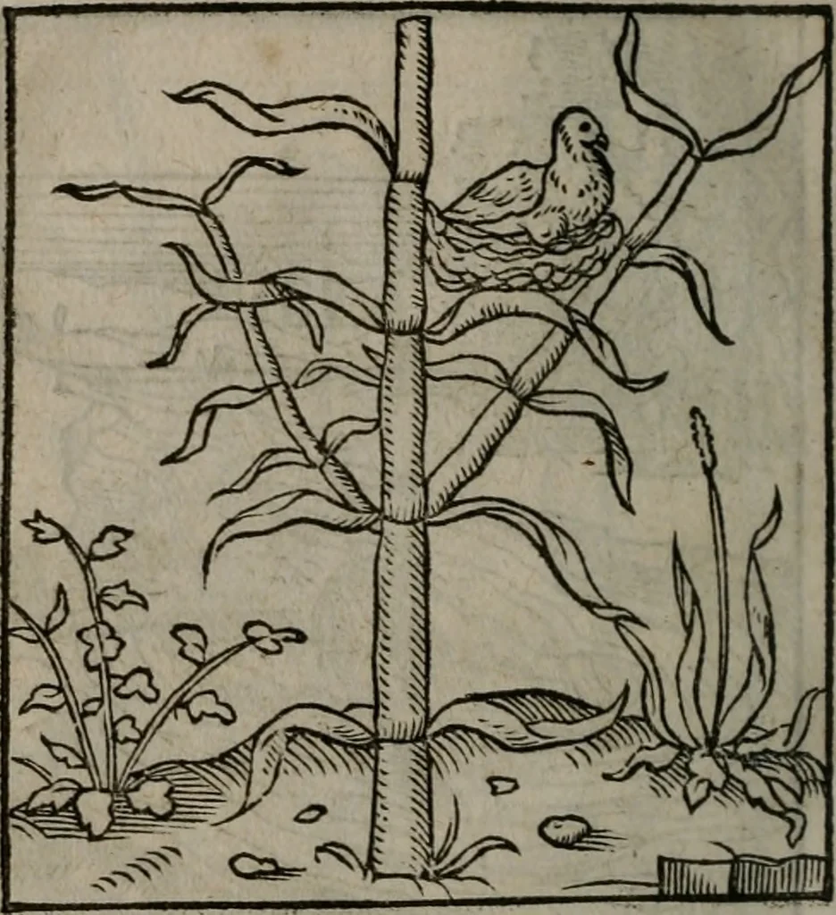 An illustration from Clarissimi Viri D. Andreae Alciati Emblematum libellus : vigilanter recognitus, & ab ipso iam authore locupletatus, 1542, leaf 49