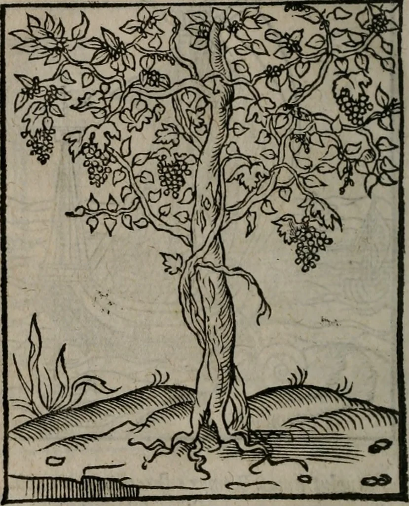 An illustration from Clarissimi Viri D. Andreae Alciati Emblematum libellus : vigilanter recognitus, & ab ipso iam authore locupletatus, 1542, leaf 55