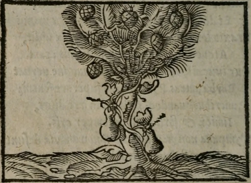An illustration from Clarissimi Viri D. Andreae Alciati Emblematum libellus : vigilanter recognitus, & ab ipso iam authore locupletatus, 1542, leaf 73