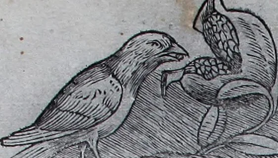 An illustration from Claudii Ptholemaei Alexandrini Liber geographiae cum tabulis et uniuersali figura : et cum additione locorum quae a recentioribus reperta sunt diligenti cura emendatus et impressus, 1511, leaf 142