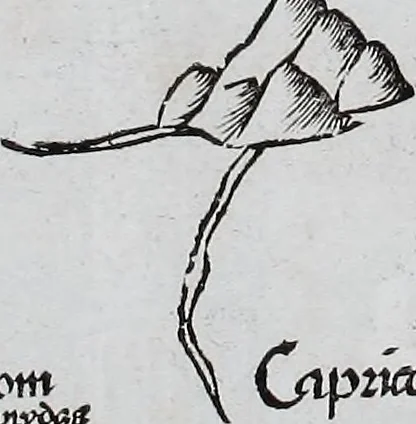 An illustration from Claudii Ptolemaei Geographicae enarrationis libri octo, 1525, leaf 426
