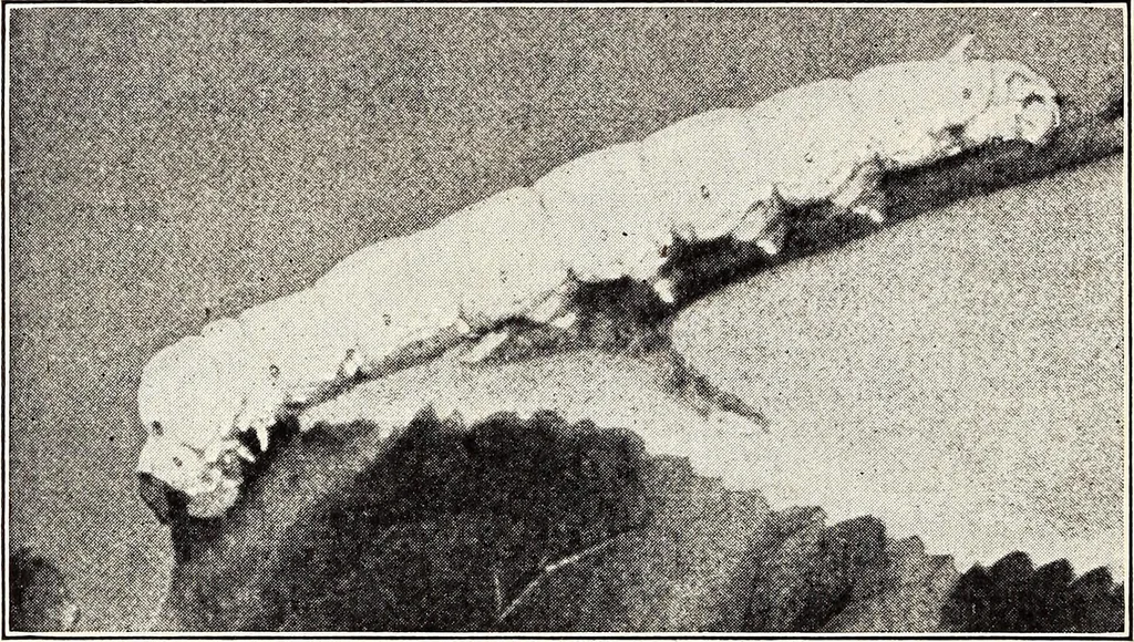 An illustration from Clothing and health, 1916, leaf 123