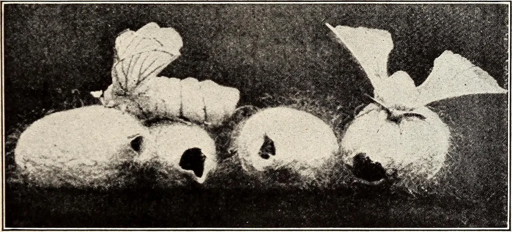 An illustration from Clothing and health, 1916, leaf 126