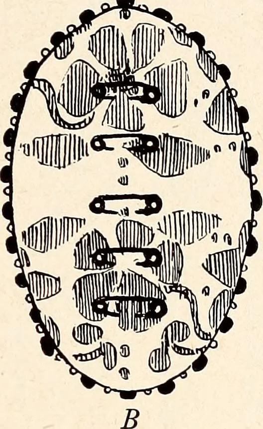 An illustration from Clothing and health, 1916, leaf 130