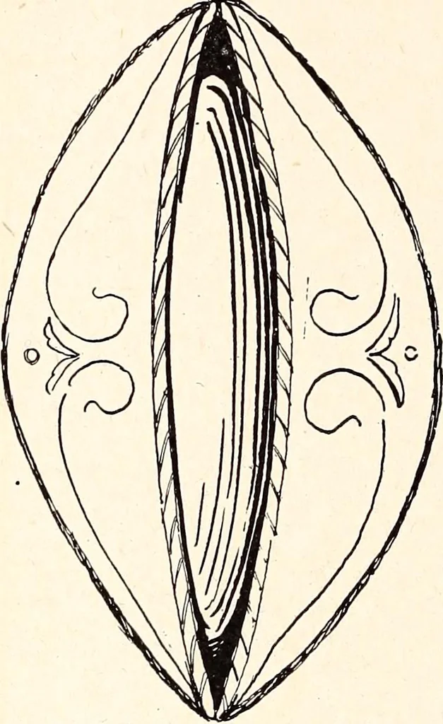 An illustration from Clothing and health, 1916, leaf 131