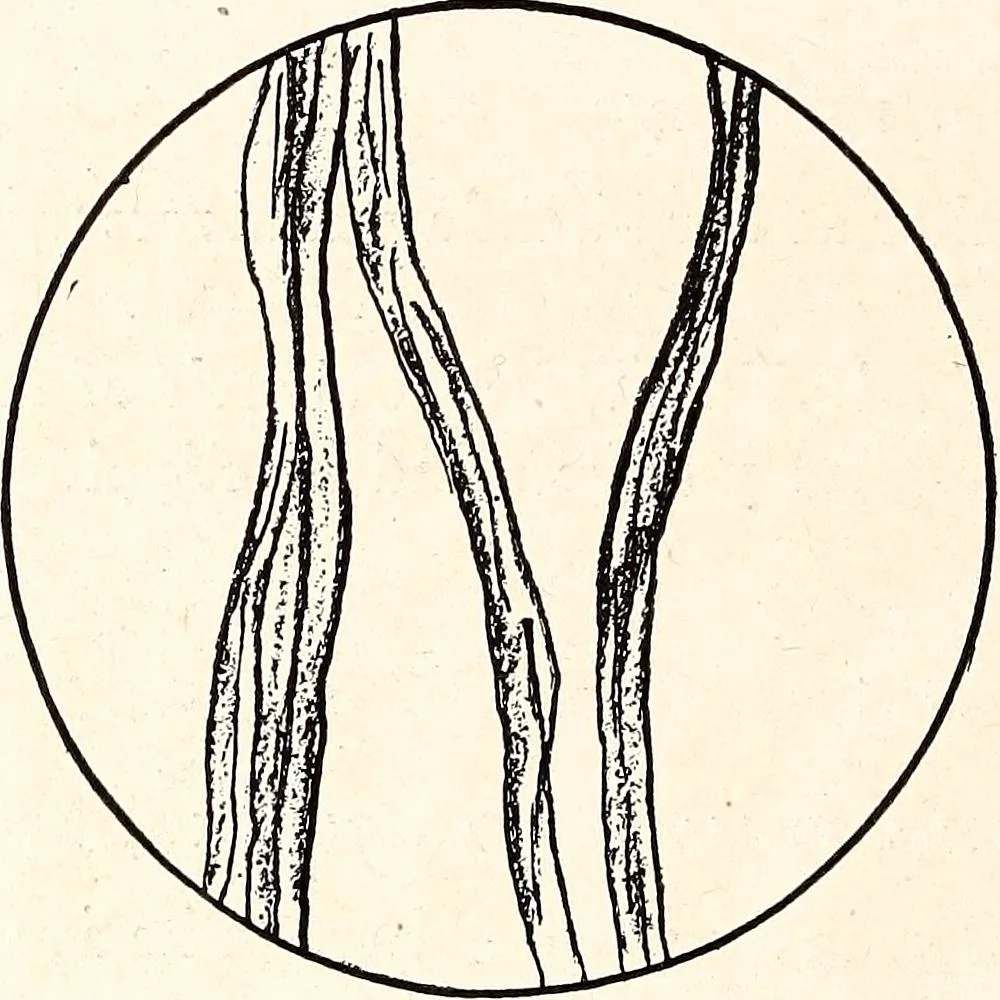 An illustration from Clothing and health, 1916, leaf 145