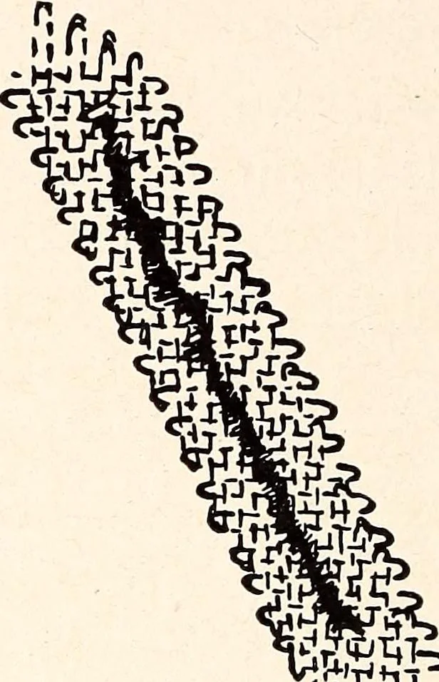 An illustration from Clothing and health, 1916, leaf 177