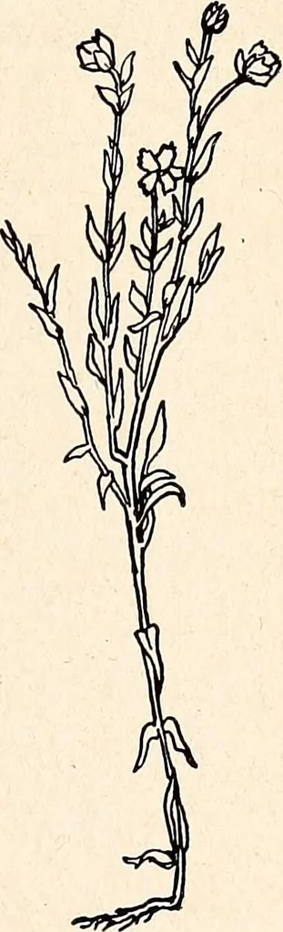 An illustration from Clothing and health, 1916, leaf 188