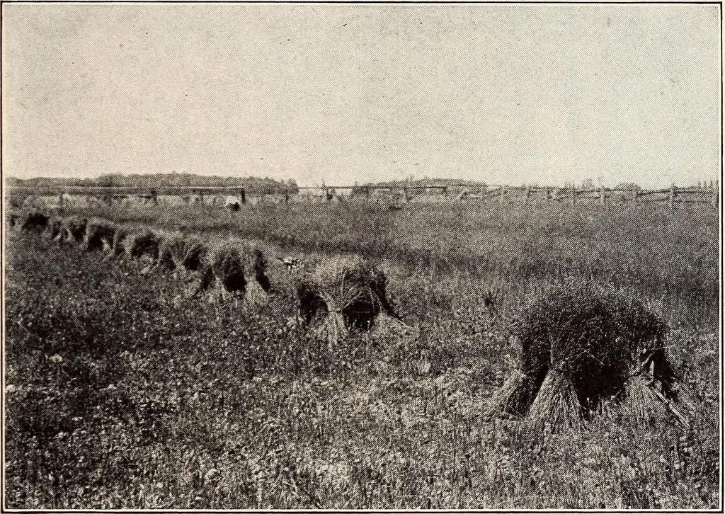 An illustration from Clothing and health, 1916, leaf 190