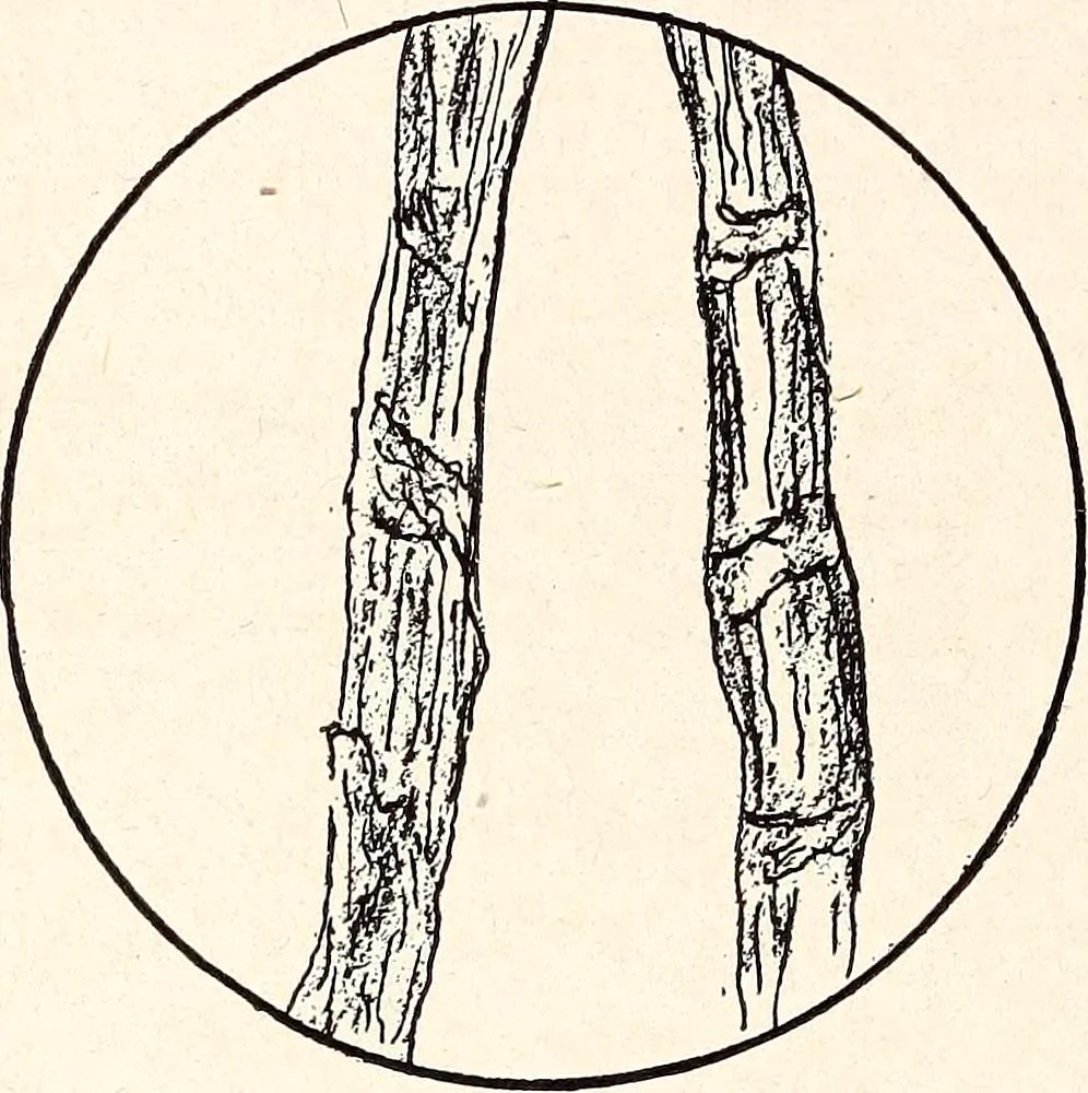 An illustration from Clothing and health, 1916, leaf 193