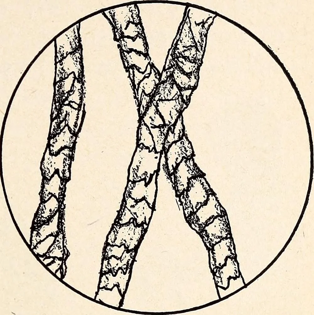 An illustration from Clothing and health, 1916, leaf 218