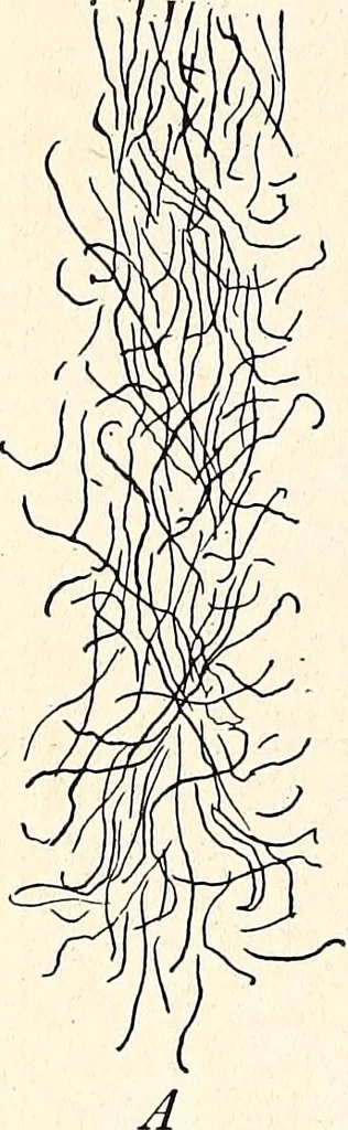 An illustration from Clothing and health, 1916, leaf 239