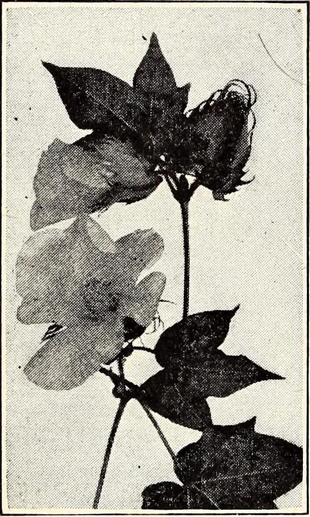An illustration from Clothing and health, 1916, leaf 25