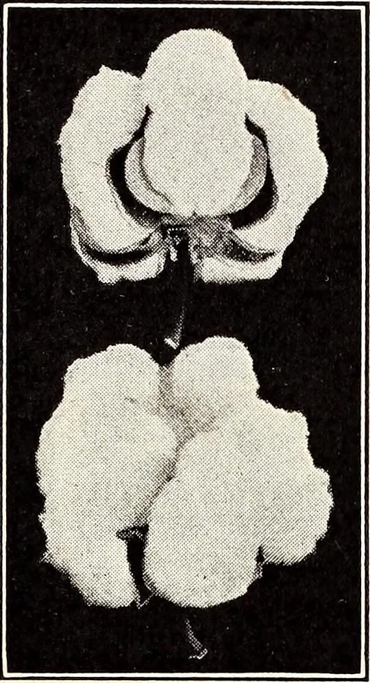 An illustration from Clothing and health, 1916, leaf 27