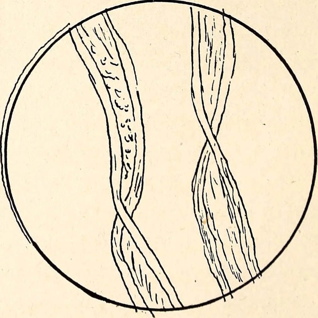 An illustration from Clothing and health, 1916, leaf 27