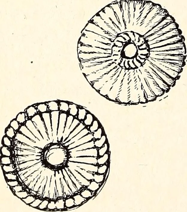 An illustration from Clothing and health, 1916, leaf 283