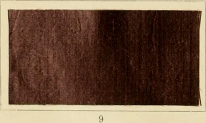 An illustration from The coal tar colours of Farbwerke vorm. Meister Lucius & Brüning : Hoechst on Main : and their application in dyeing cotton and other vegetable fibres, 1907, leaf 145