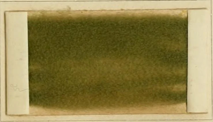 An illustration from The coal tar colours of Farbwerke vorm. Meister Lucius & Brüning, Hoechst on Main, Germany and their application in wool dyeing, 1910, leaf 114