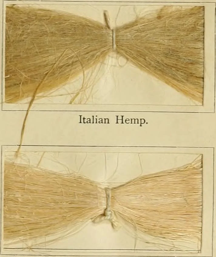 An illustration from The coal tar colours of Farbwerke vorm. Meister Lucius & Brüning : Hoechst on Main : and their application in dyeing cotton and other vegetable fibres, 1907, leaf 96