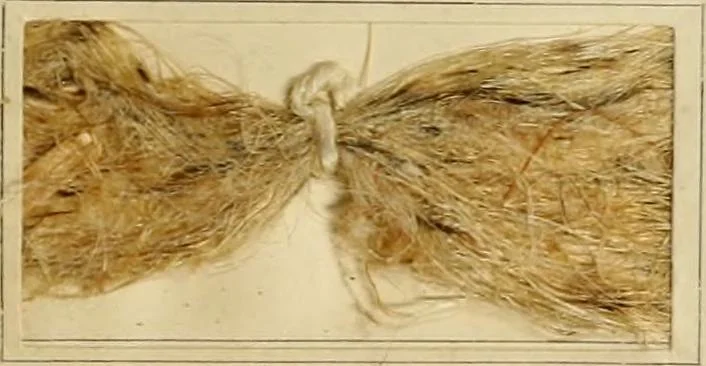 An illustration from The coal tar colours of Farbwerke vorm. Meister Lucius & Brüning : Hoechst on Main : and their application in dyeing cotton and other vegetable fibres, 1907, leaf 96