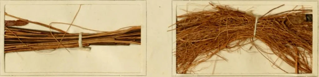 An illustration from The coal tar colours of Farbwerke vorm. Meister Lucius & Brüning : Hoechst on Main : and their application in dyeing cotton and other vegetable fibres, 1907, leaf 97