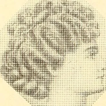 An illustration from Coates sewing and dress making manual .., 1912, leaf 63