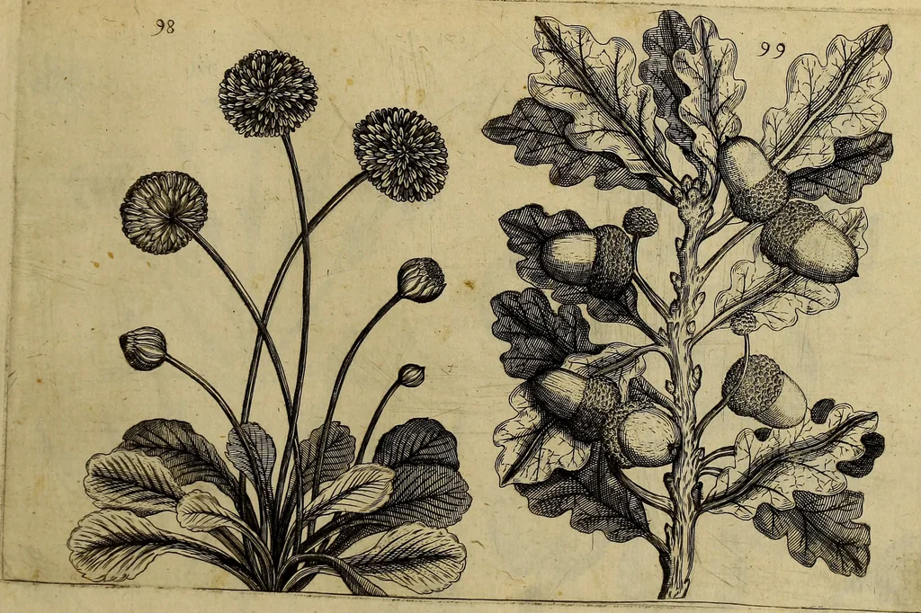 An illustration from Cognoscite lilia agri quomodo crescant, 1614, leaf 104