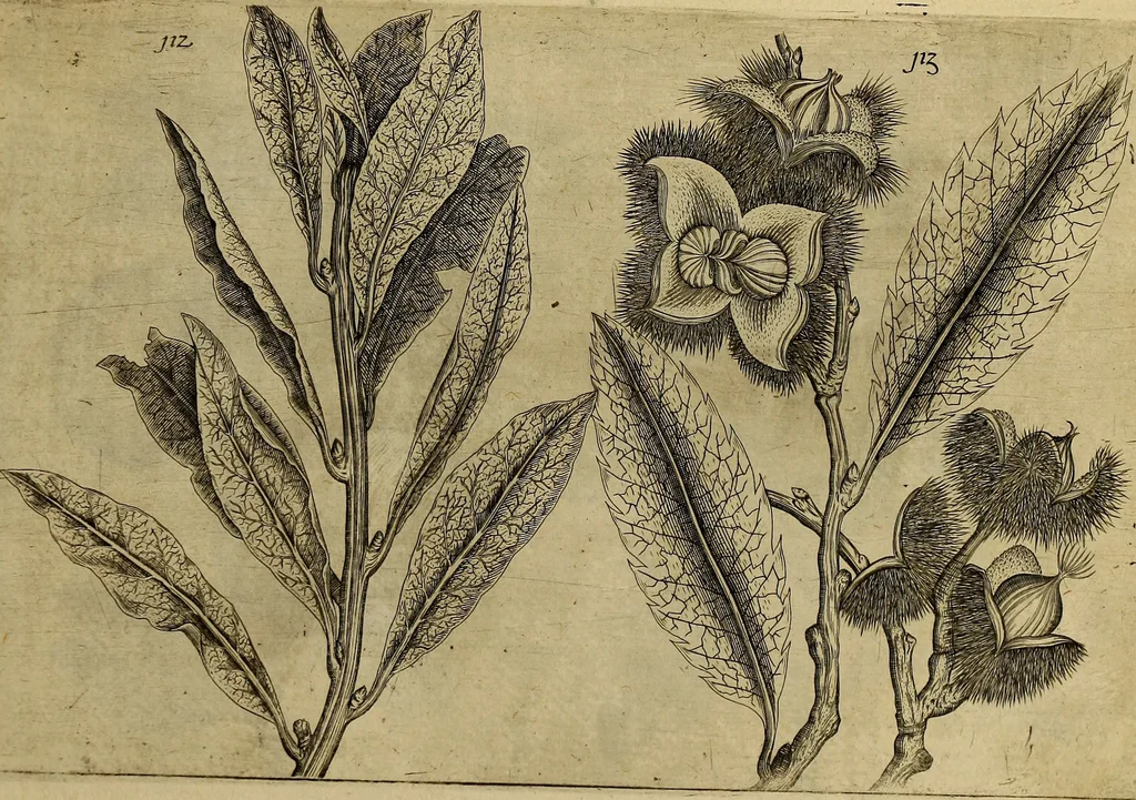 An illustration from Cognoscite lilia agri quomodo crescant, 1614, leaf 118