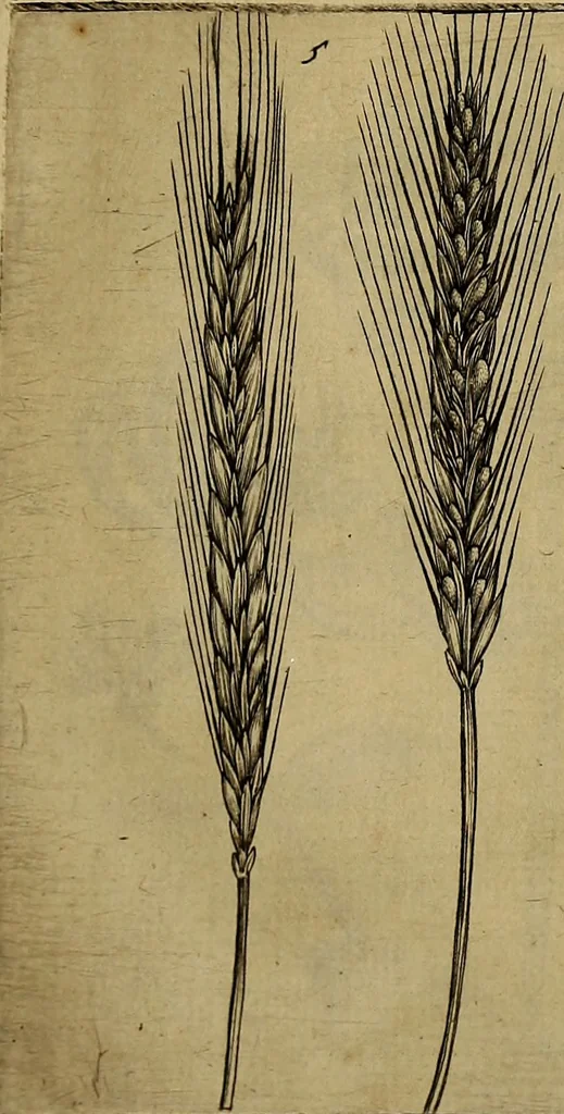 An illustration from Cognoscite lilia agri quomodo crescant, 1614, leaf 14