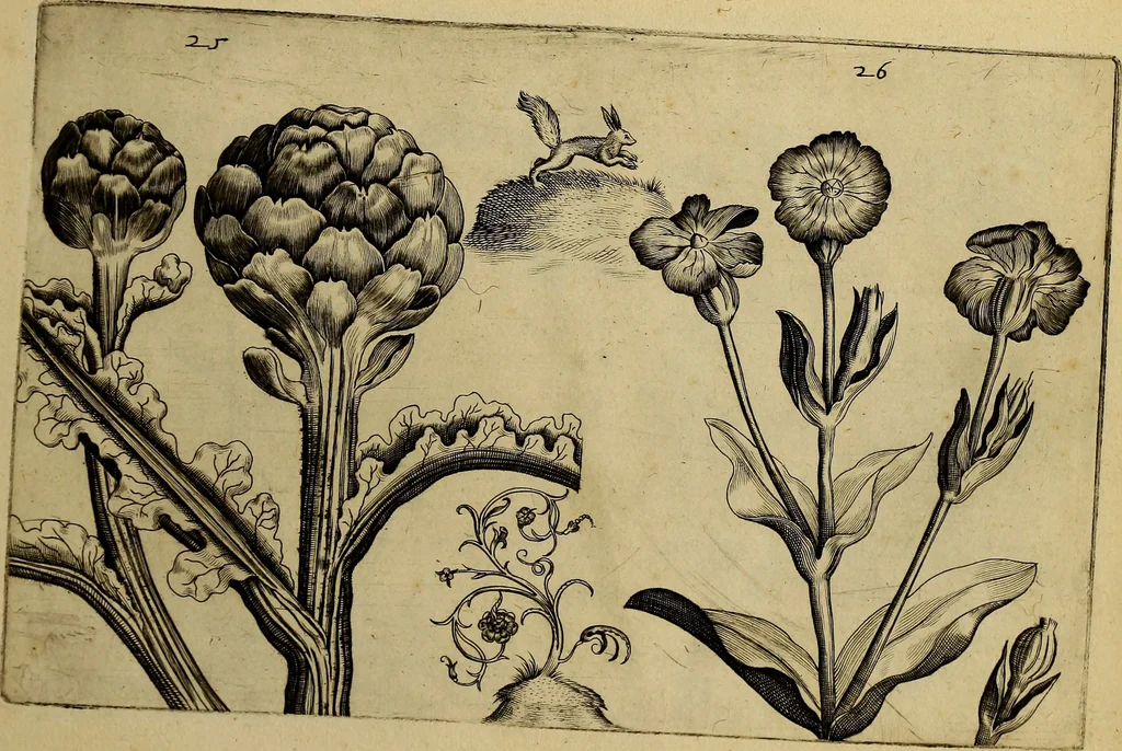 An illustration from Cognoscite lilia agri quomodo crescant, 1614, leaf 34